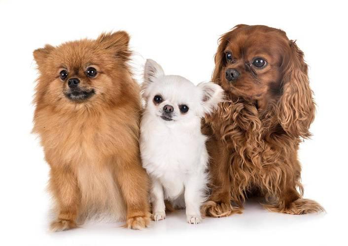 养德牧全维度指南：从警犬基因到家庭伴侣的科学养护手册