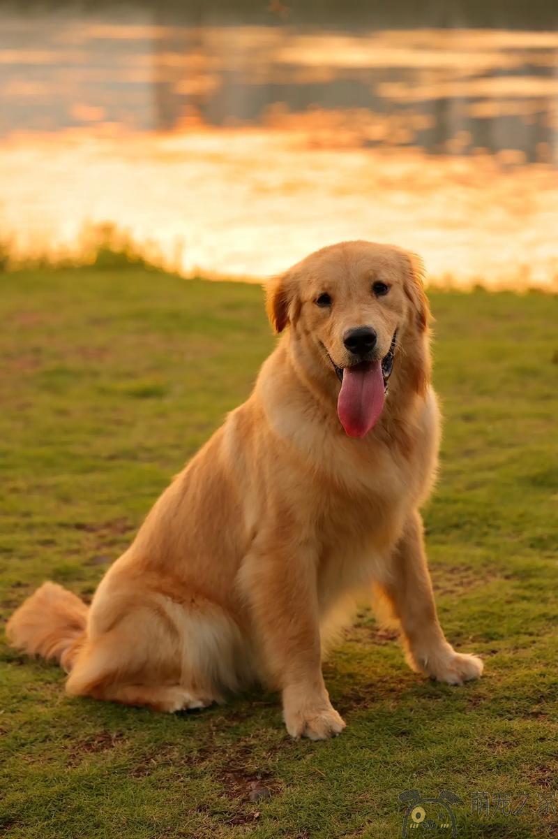 黄昏之际的金毛