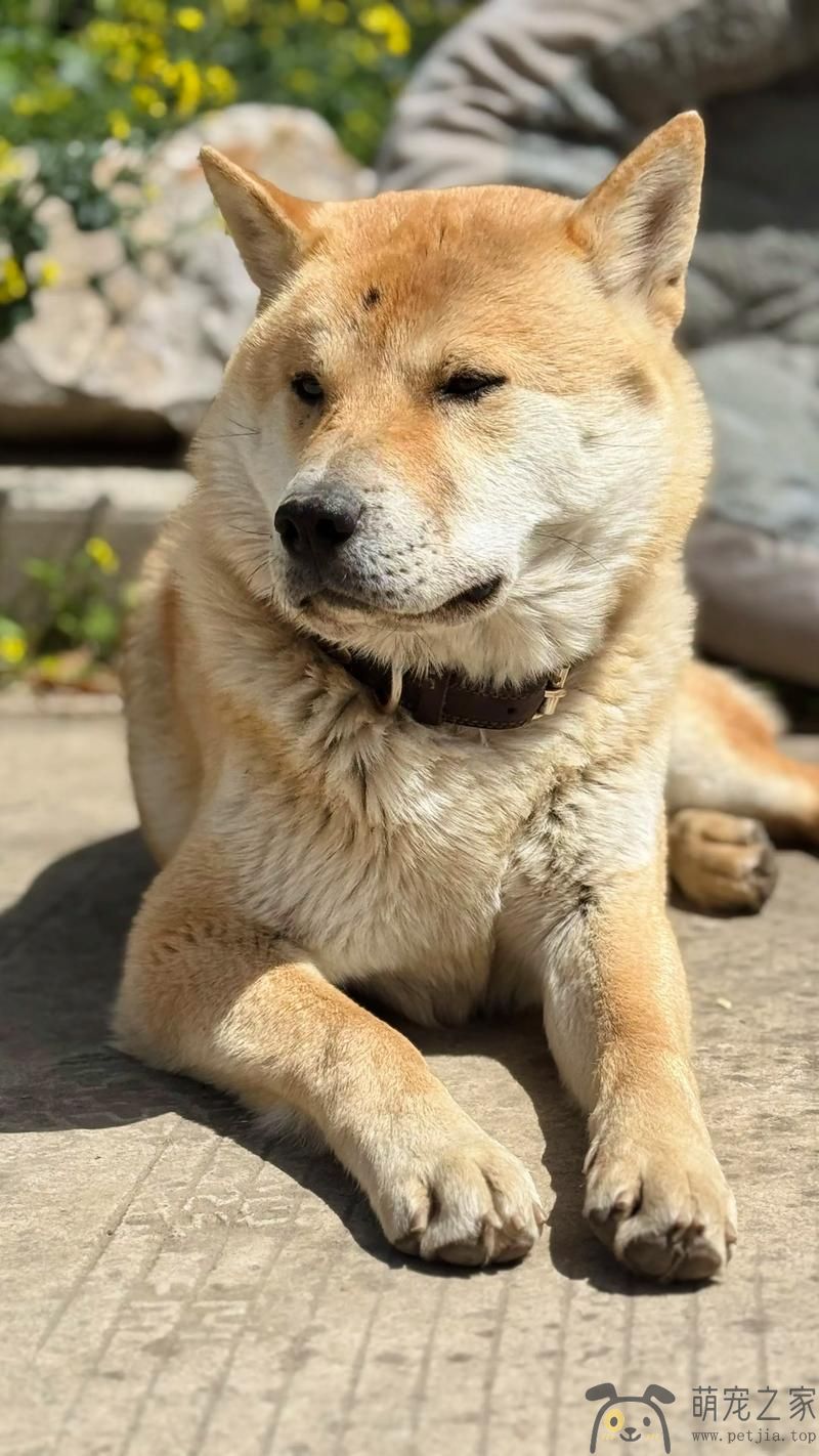 土狗也叫中华田园犬