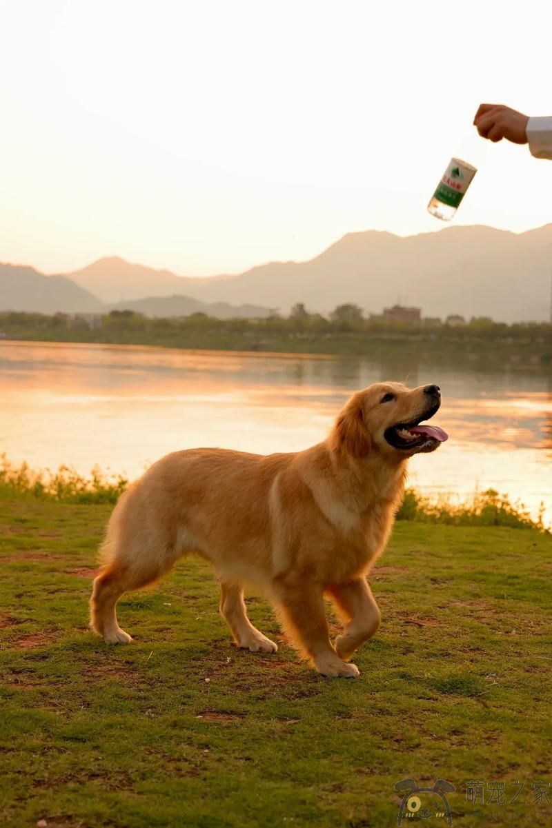 黄昏之际的金毛(图1)