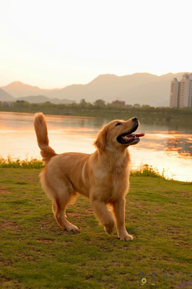 黄昏之际的金毛(图3)