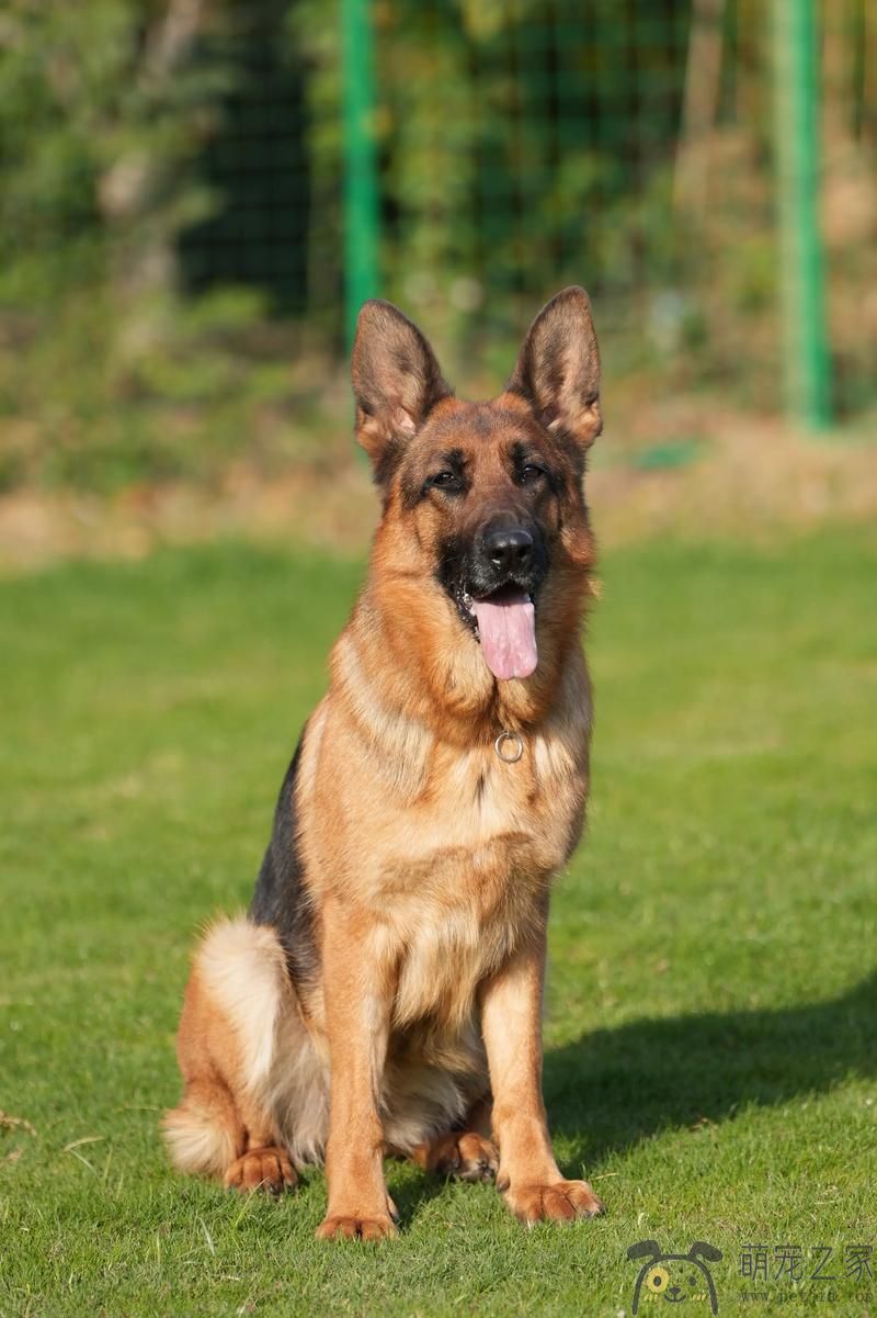 我家的德国牧羊犬(图3)
