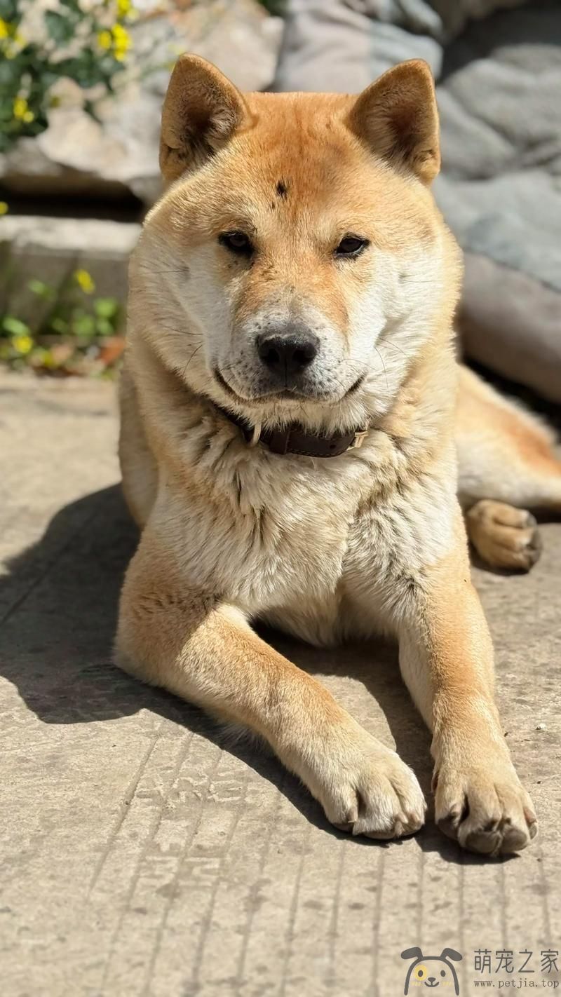 土狗也叫中华田园犬(图1)