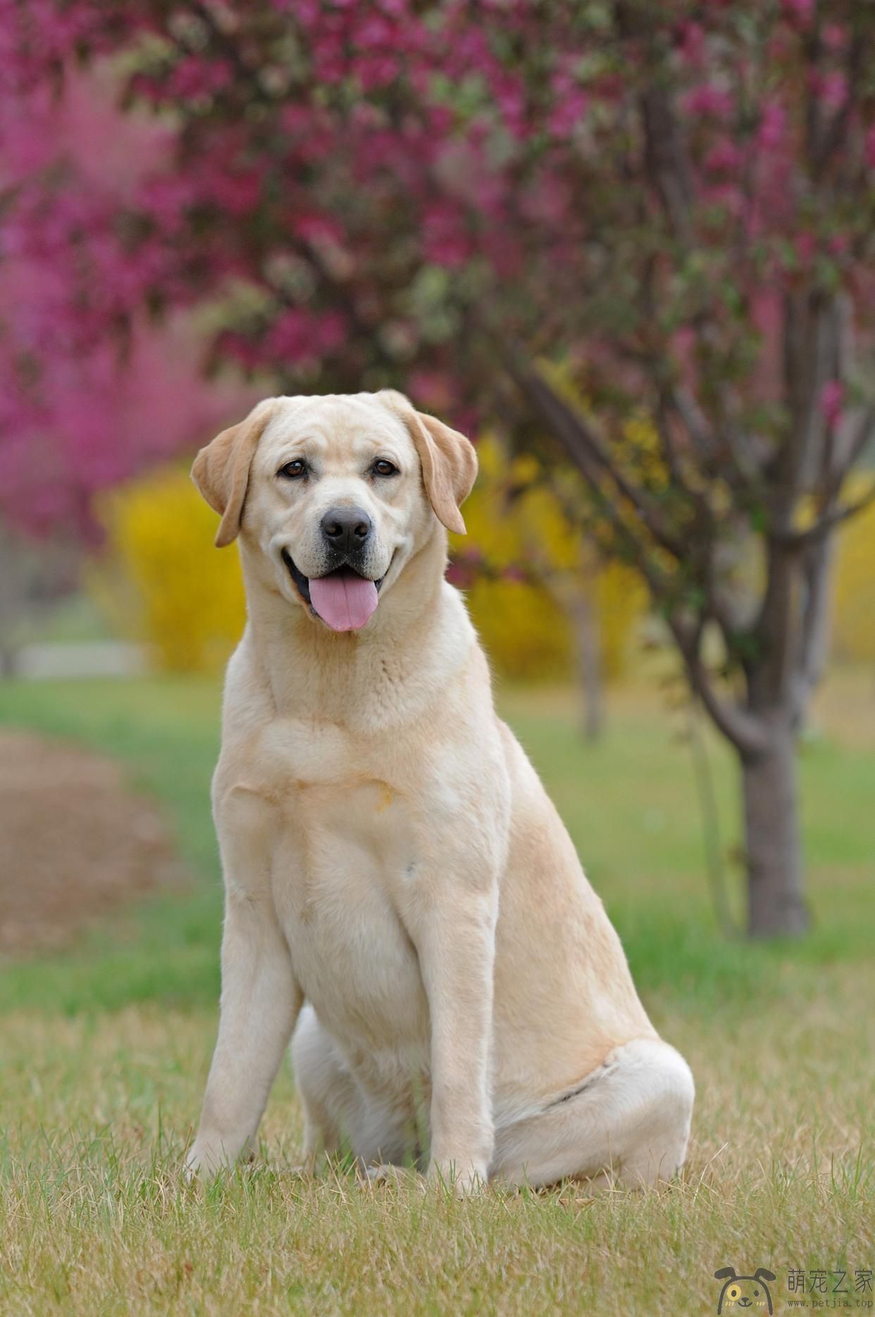 拉布拉多(图1)