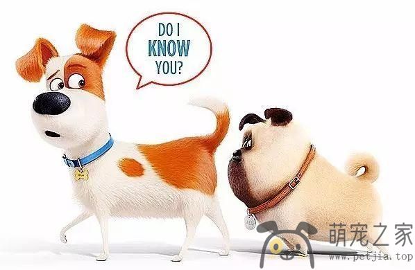 为什么狗狗见面，会先去闻对方的屁股？- 宠物之家 
