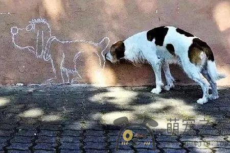 为什么狗狗见面，会先去闻对方的屁股？- 宠物之家 